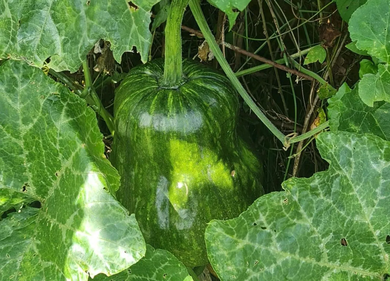 La Kaz Nature Bien-Etre Petit-Bourg Prázdninový dům