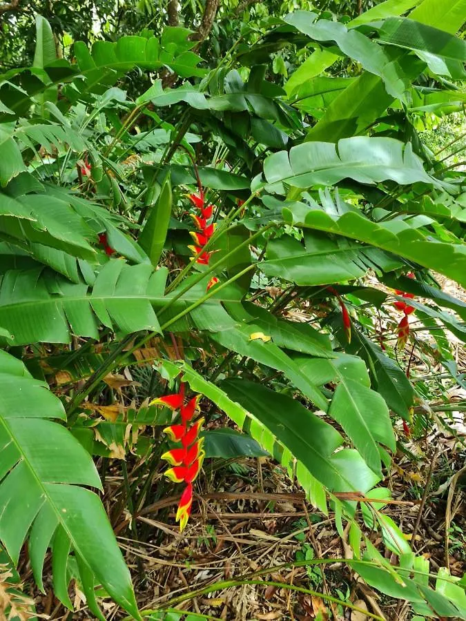 La Kaz Nature Bien-Etre Petit-Bourg 0*,  Guadeloupe