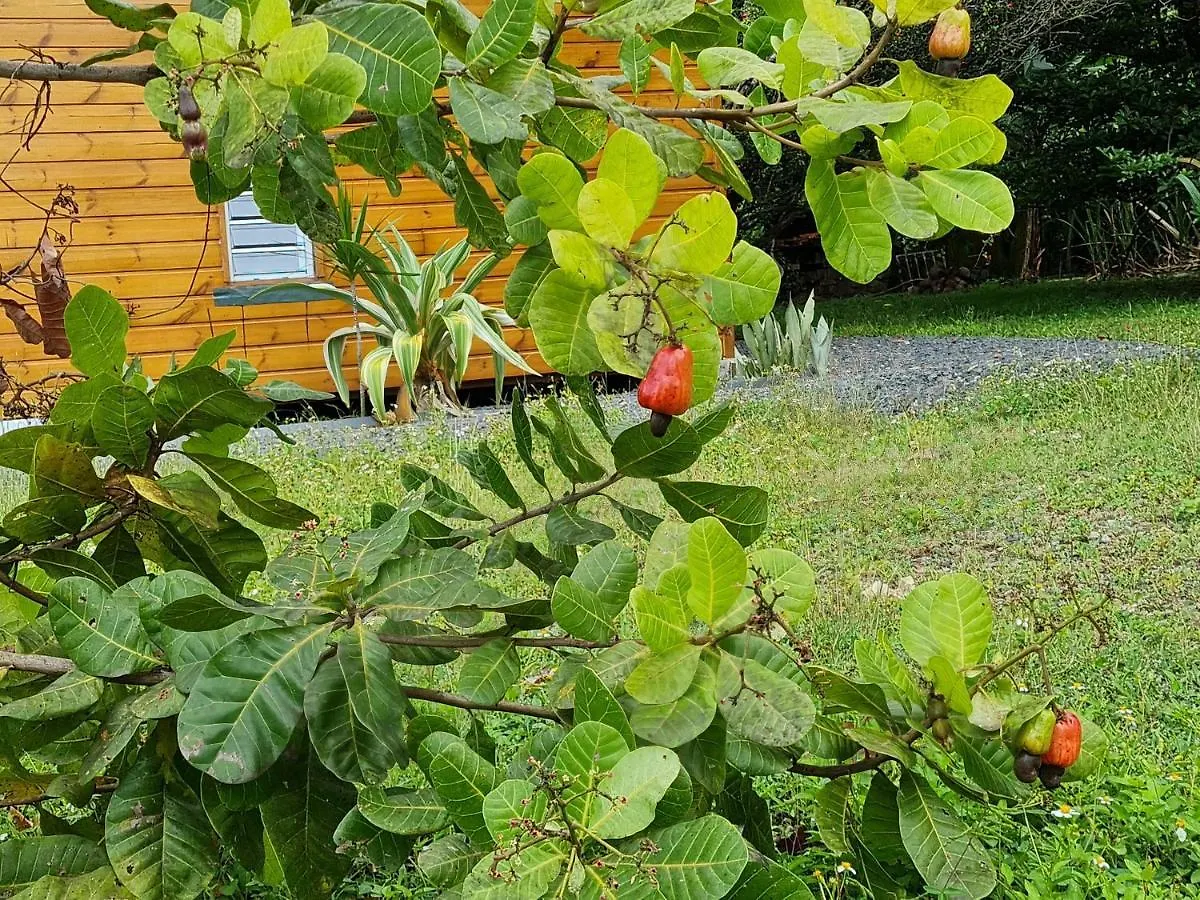 La Kaz Nature Bien-Etre Petit-Bourg Holiday home
